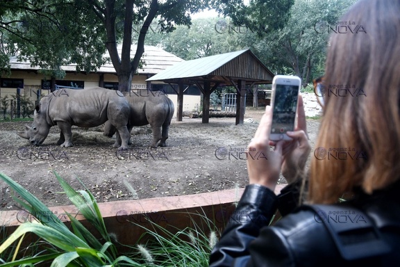 Rinoceronti al Bioparco