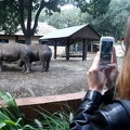 Rinoceronti al Bioparco