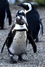Pinguini al Bioparco