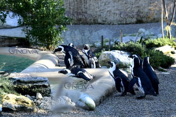 Pinguini al Bioparco