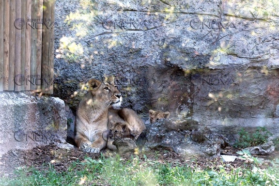 Roma, al Bioparco nati due leoncini