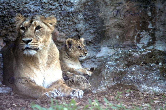 Roma, al Bioparco nati due leoncini