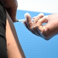 Fiumicino, le vaccinazioni degli operatori delle forze dell'ordine
